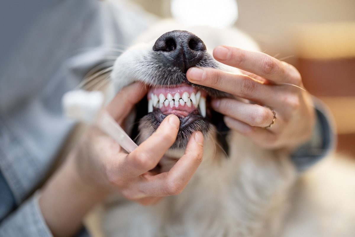 Pet Dental Care: Why It Matters for Pet Health