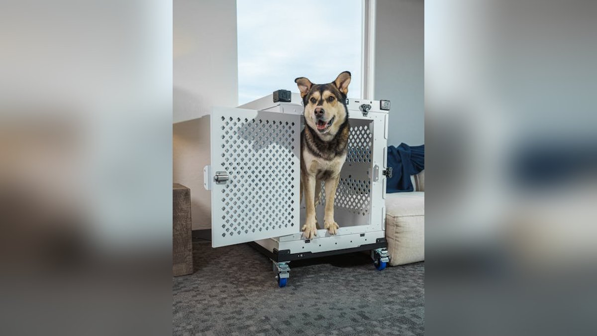 Pet-Proof Your Home: Room-by-Room Safety Guide